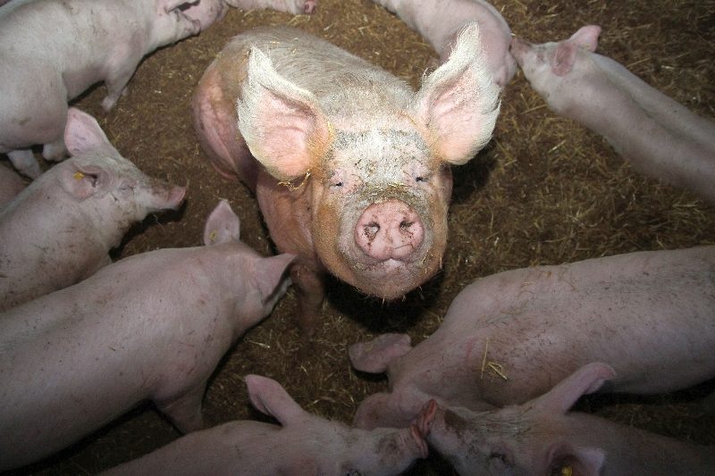 Vulcano Schinken (1)