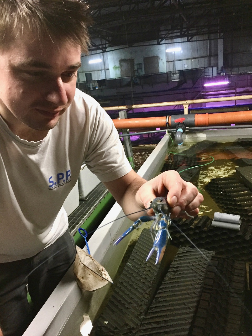 Red Claw©Mike Draegert 