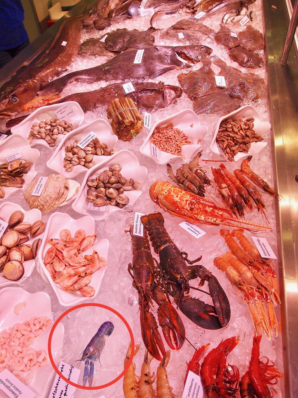 Red Claw©Mike Draegert 