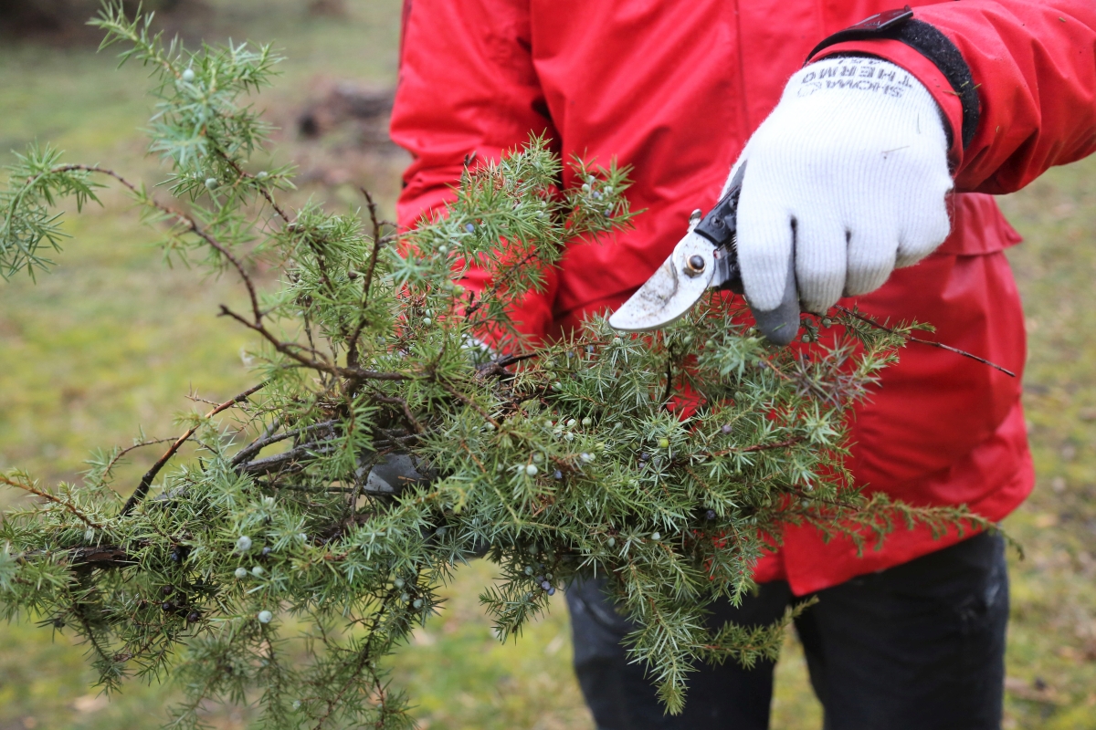 Wacholderernte für Müritz Gin im Müritz Nationalpark 