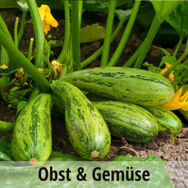 Neue Markthalle Obst &amp;amp; Gemüse Fläche 1200x1200