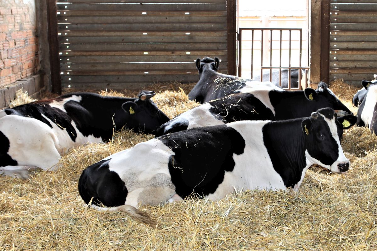 Kühe auf Gut Ogrosen