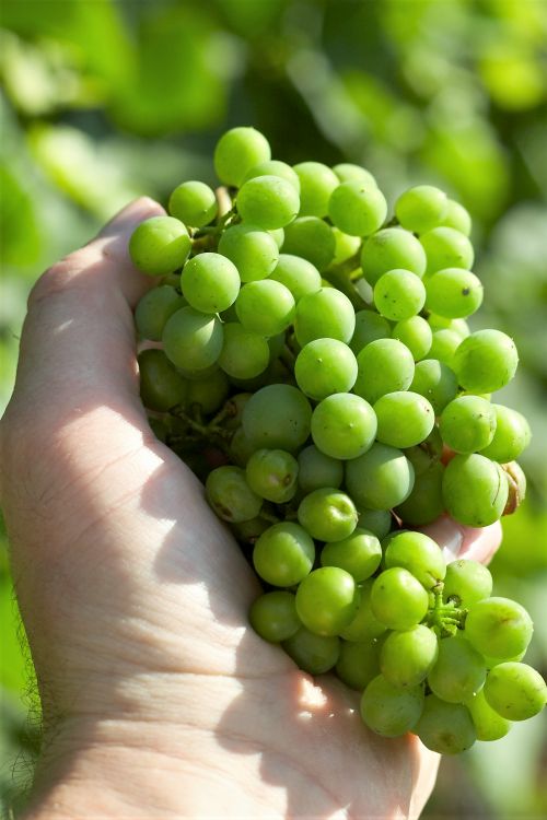 Wanderung und Weinprobe in der Pfalz