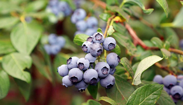 Fuhrmanns Kulturheidelbeere