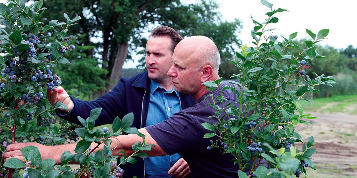 Fuhrmanns Kulturheidelbeere, Heidelbeer-Fachsimpelei: Johannes Ehrenberg und Leszek Piasecki, als Produktionsleiter auf den Jakobs-Höfen zuständig für Heidelbeerpflücke, Ernteerfassung und Lagerung