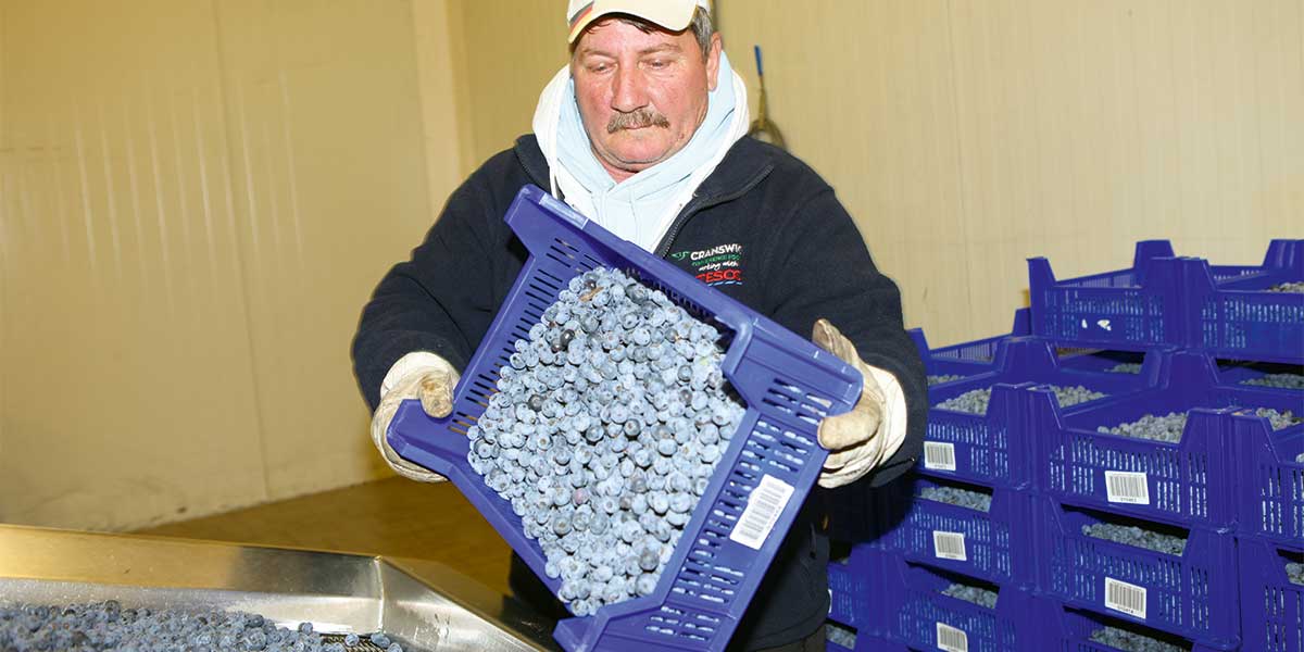 Fuhrmanns Kulturheidelbeere Mitarbeiter schafft die Heidelbeeren auf ein Transportband
