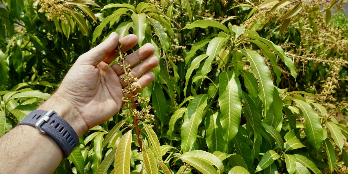 Fuhrmann-Nam-Dok-Mai